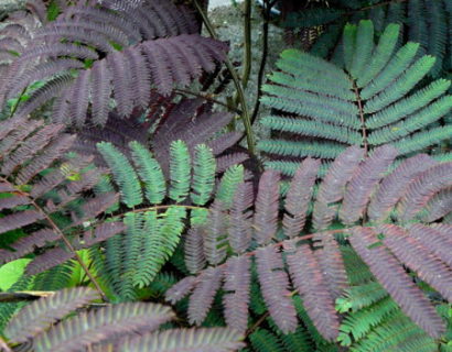 Albizia julibrissin ‘Summer Chocolate’ struik - Perzische slaapboom