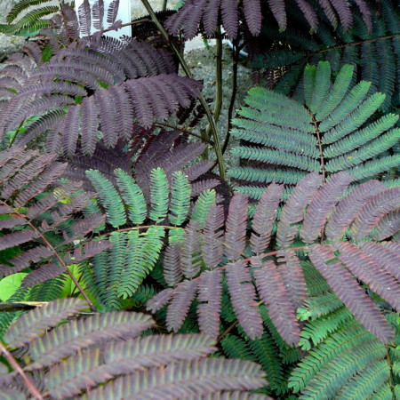 Albizia julibrissin ‘Summer Chocolate’ struik - Perzische slaapboom