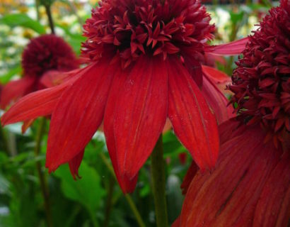 Echinacea ‘Eccentric’ - Zonnehoed