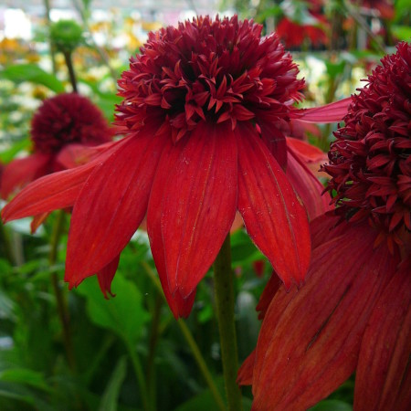 Echinacea ‘Eccentric’ - Zonnehoed