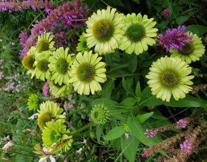 Echinacea ‘Green Jewel’ (grote pot) - zonnehoed