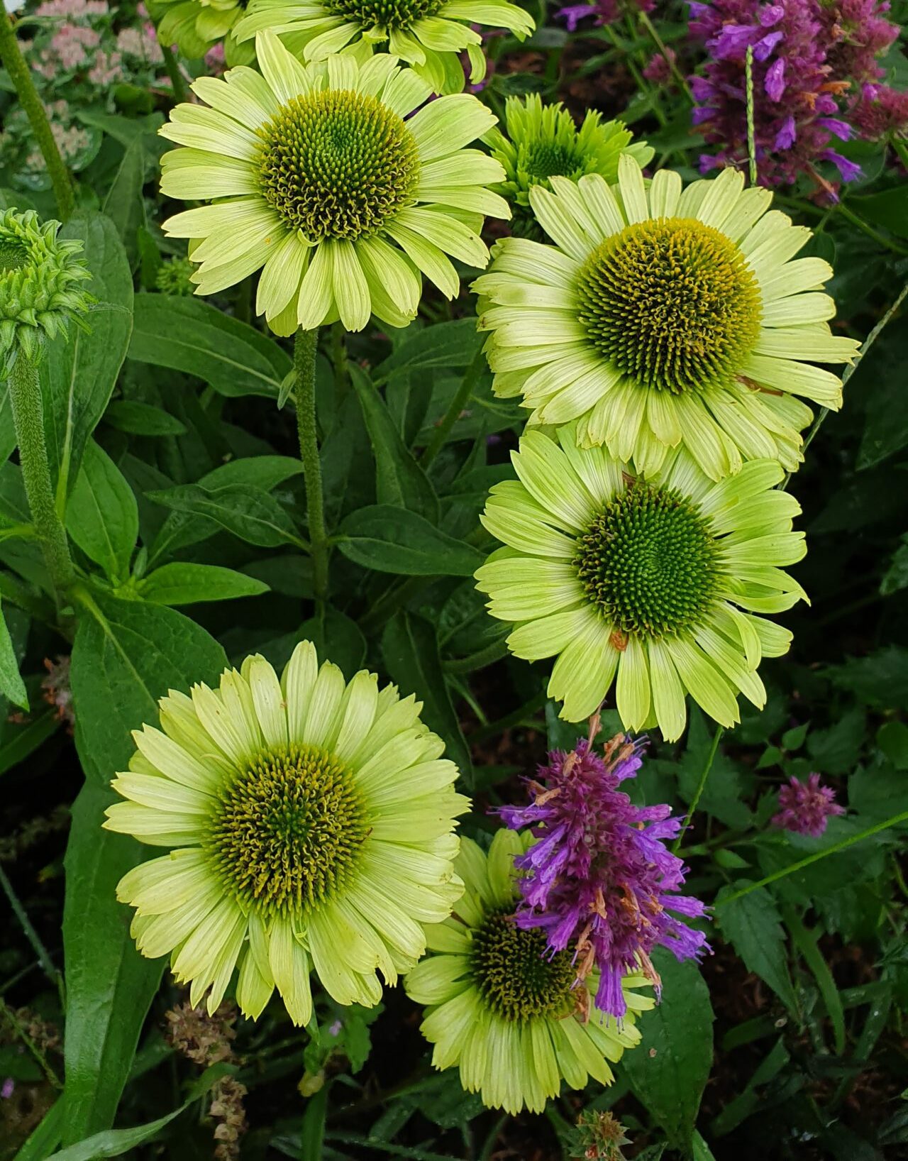 Echinacea ‘Green Jewel’ (grote pot) - zonnehoed