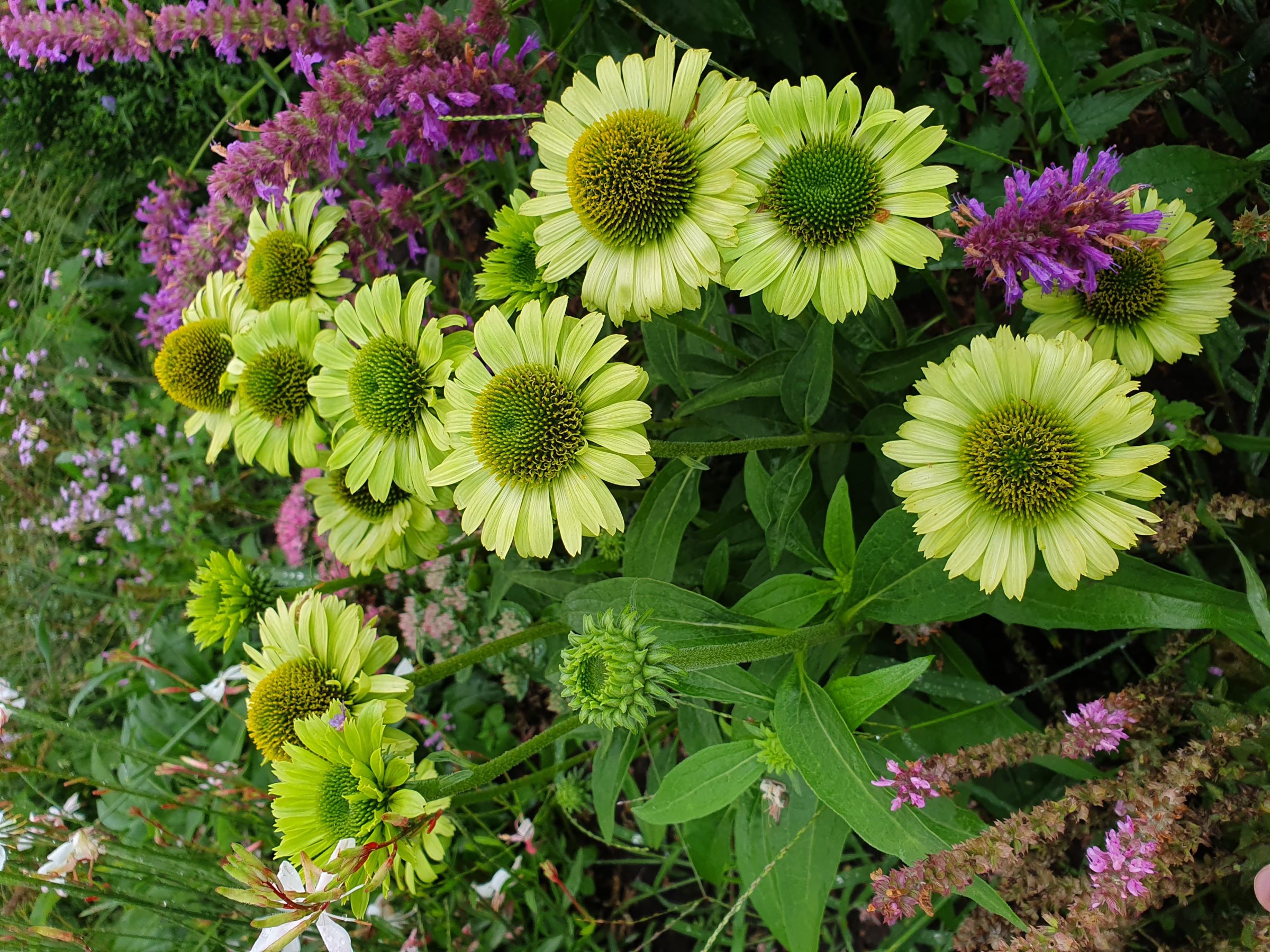 Echinacea ‘Green Jewel’ (grote pot) - zonnehoed