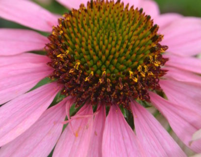 Echinacea ‘Meditation’ (grote pot) - Zonnehoed