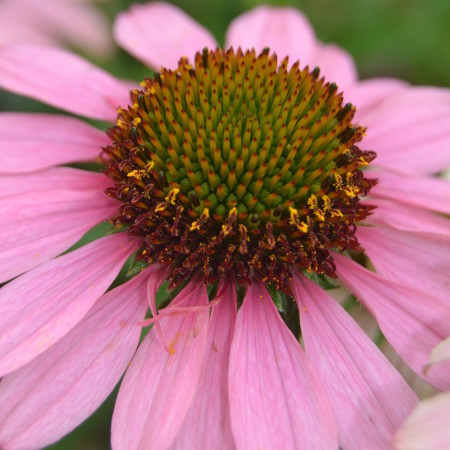 Echinacea ‘Meditation’ (grote pot) - Zonnehoed