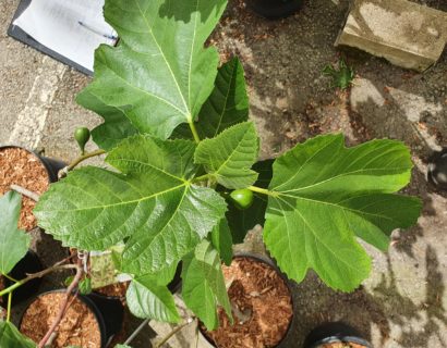 Ficus carica ‘Kadota’ boom