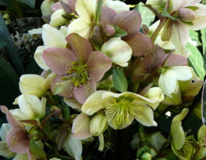 Helleborus ‘Emma’