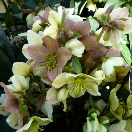 Helleborus ‘Amalia’ - Kerstroos, nieskruid