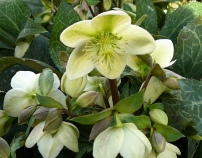 Helleborus ‘Magic Leaves’ - Kerstroos, nieskruid