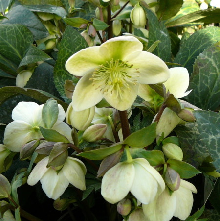 Helleborus ‘Magic Leaves’ - Kerstroos, nieskruid