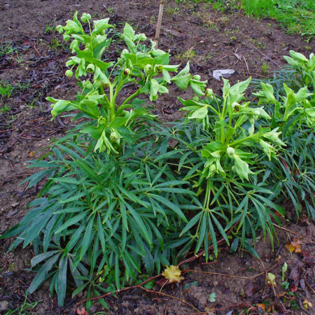 Helleborus foetidus - Kerstroos, stinkend nieskruid