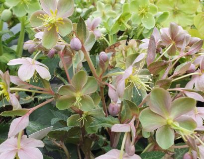 Helleborus sternii - Kerstroos, nieskruid