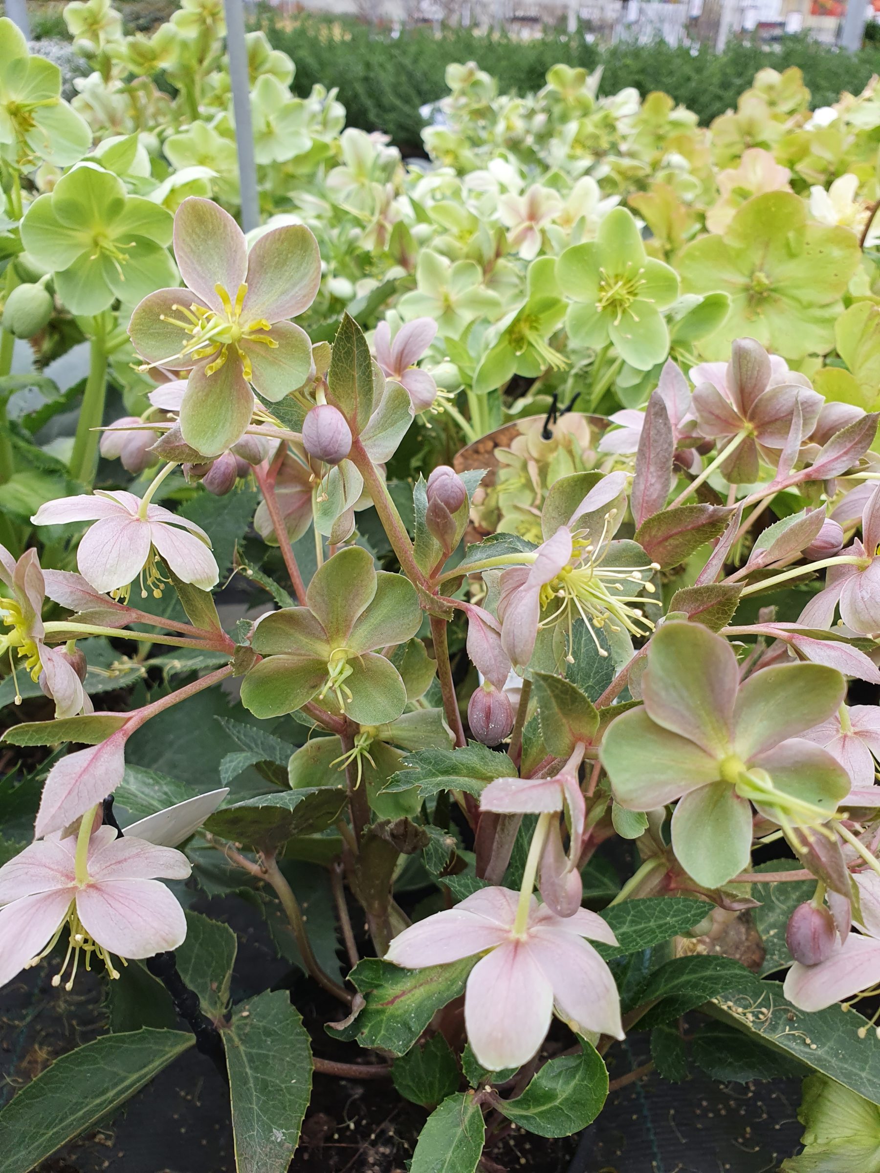 Helleborus sternii - Kerstroos, nieskruid