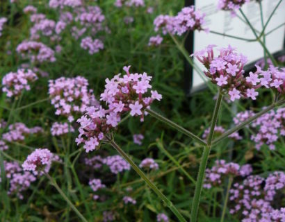 Verbena bonariensis ‘Lollipop’ - Ijzerhard