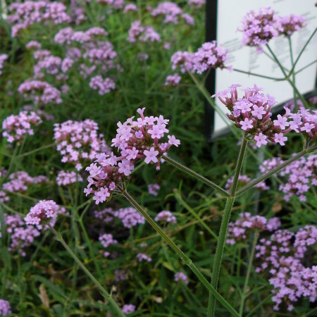 Verbena bonariensis ‘Lollipop’ (grote pot) - Ijzerhard