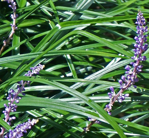 Liriope muscari ‘Ingwersen’ - Leliegras