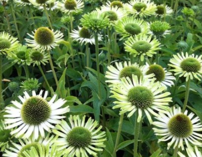 Echinacea ‘Green Jewel’ pot 3 liter - zonnehoed