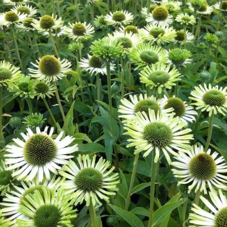 Echinacea ‘Green Jewel’ pot 3 liter