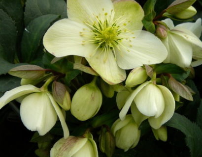 Helleborus ‘Candy Love’