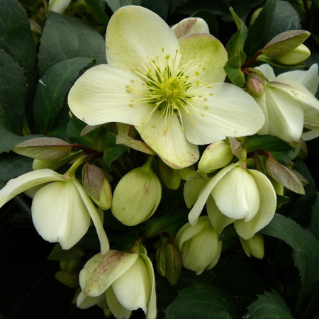 Helleborus ‘Candy Love’ - kerstroos, nieskruid