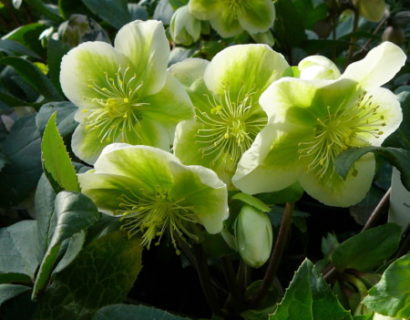 Helleborus ‘Royal Sofia’ - Kerstroos, nieskruid