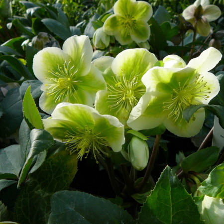 Helleborus ‘Royal Sofia’ - Kerstroos, nieskruid