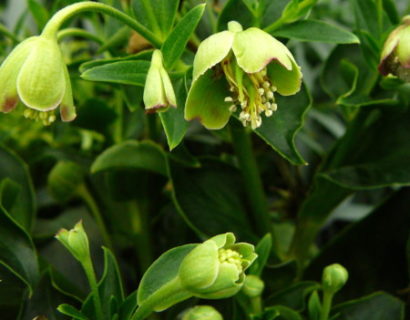 Helleborus foetidus ‘Vogezen’