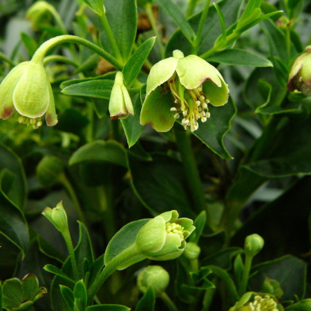 Helleborus foetidus ‘Vogezen’ - Kerstroos, stinkend nieskruid