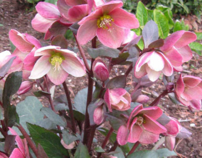 Helleborus frostkiss ‘Penny’s Pink’ - Kerstroos, nieskruid