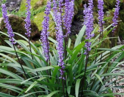 Liriope muscari ‘Royal Purple’