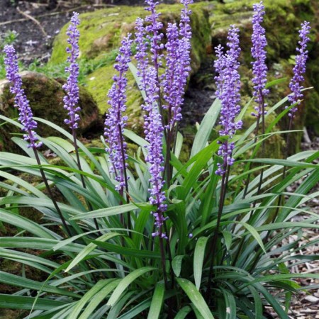 Liriope muscari ‘Royal Purple’ pot 2 liter