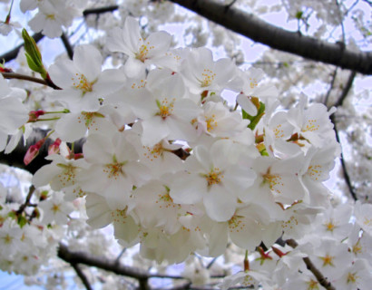 Prunus yedoensis meerstammig - Japanse sierkers