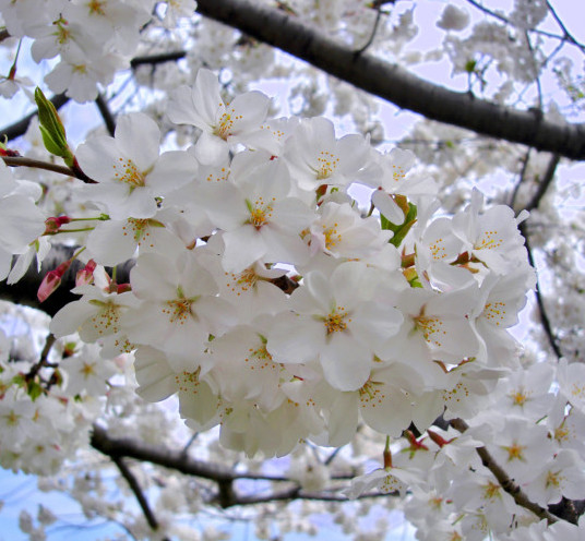 Prunus yedoensis meerstammig - Japanse sierkers