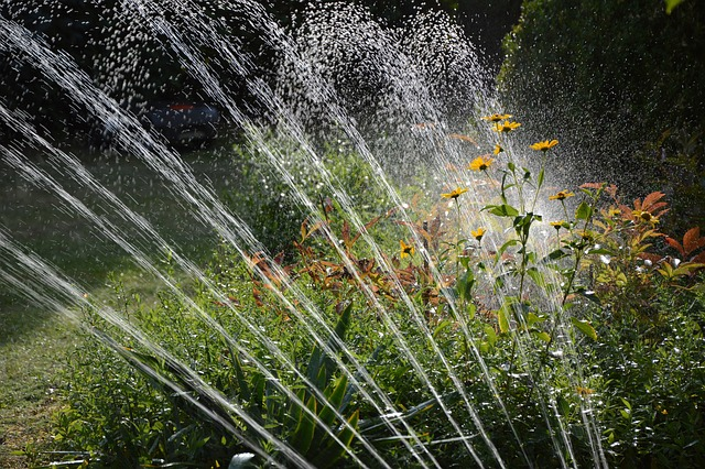 Hoe moet ik mijn planten water geven?