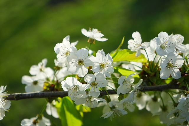 Prunus yedoensis - Japanse sierkers