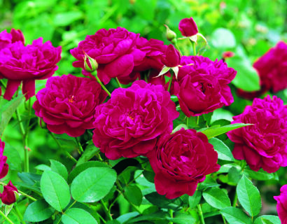 Rosa ‘Darcey Bussell’