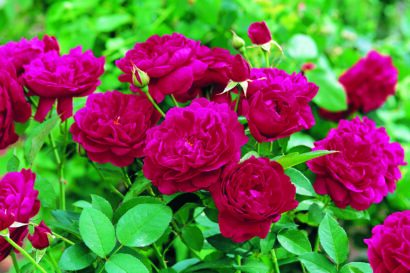 Rosa ‘Darcey Bussell’ - David Austin roos