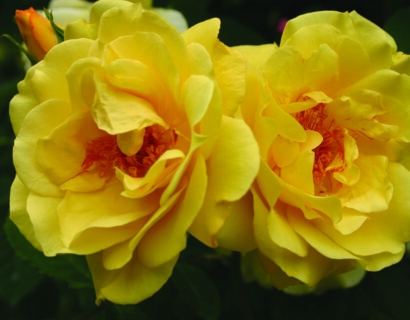 Rosa ‘Golden Gate’ - klimroos