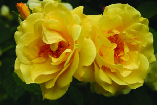 Rosa ‘Golden Gate’ - klimroos