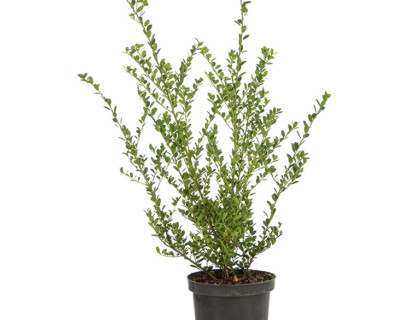 Ilex crenata ‘Green Hedge’ pot 3 liter 40/50 cm - Japanse hulst
