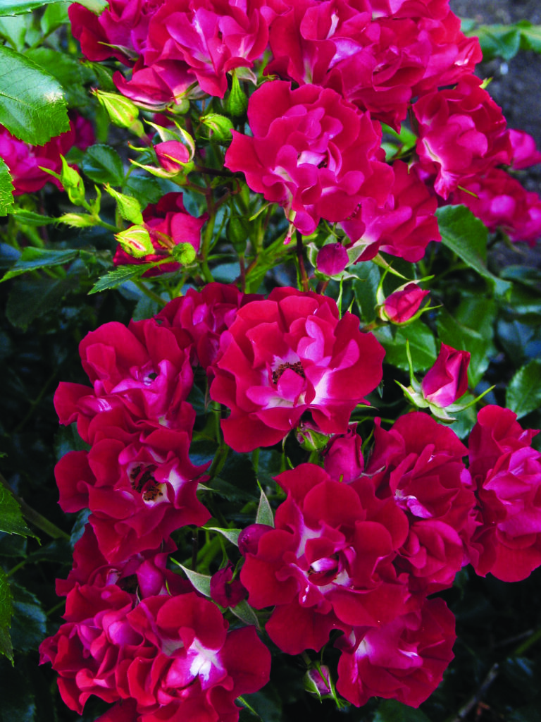 rosa-rambling-rosie-rambler-of-liaanroos-rambler-of-liaanroos-kopen