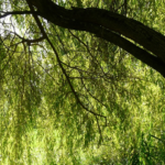 Hoe plant ik treurvormige bomen? Hoe kies ik een treurvormige boom?