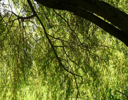 Hoe plant ik treurvormige bomen? Hoe kies ik een treurvormige boom?