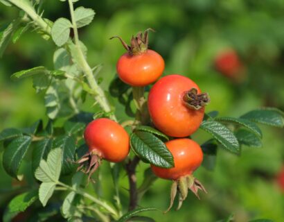 Rosa rugosa - Bottelroos of rimpelroos