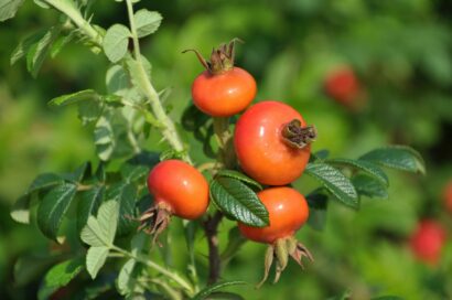 Rosa rugosa - Bottelroos of rimpelroos