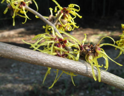 Hamamelis mollis ‘Pallida’ - Toverhazelaar