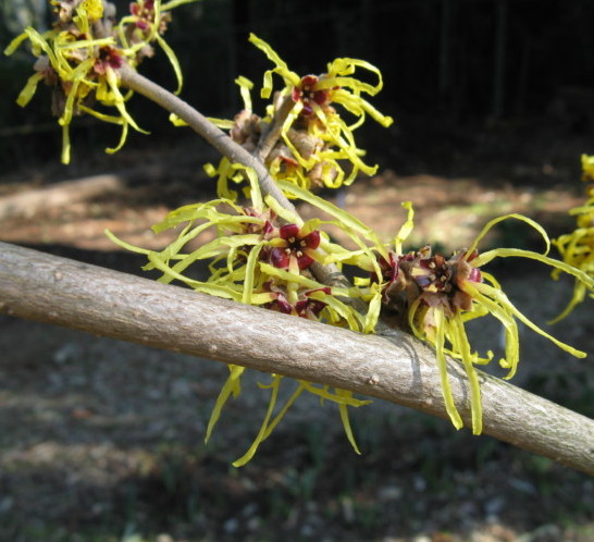 Hamamelis mollis ‘Pallida’ - Toverhazelaar