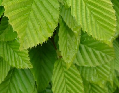 Hoe plant ik zuilvormige bomen? Hoe kies ik zuilvormige bomen?