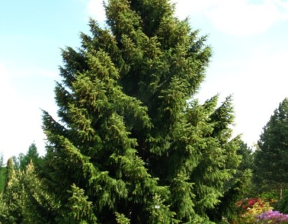 Picea omorika - Servische spar