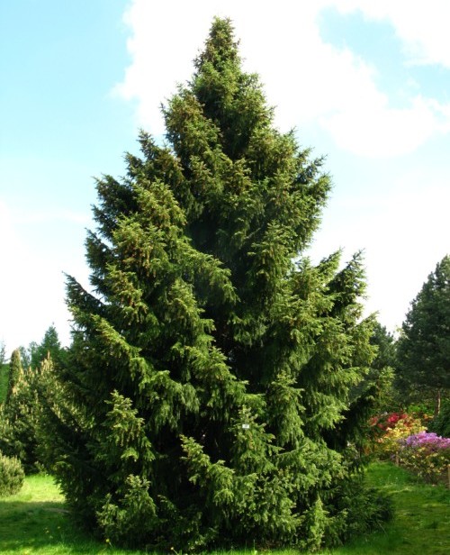 Picea omorika - Servische spar